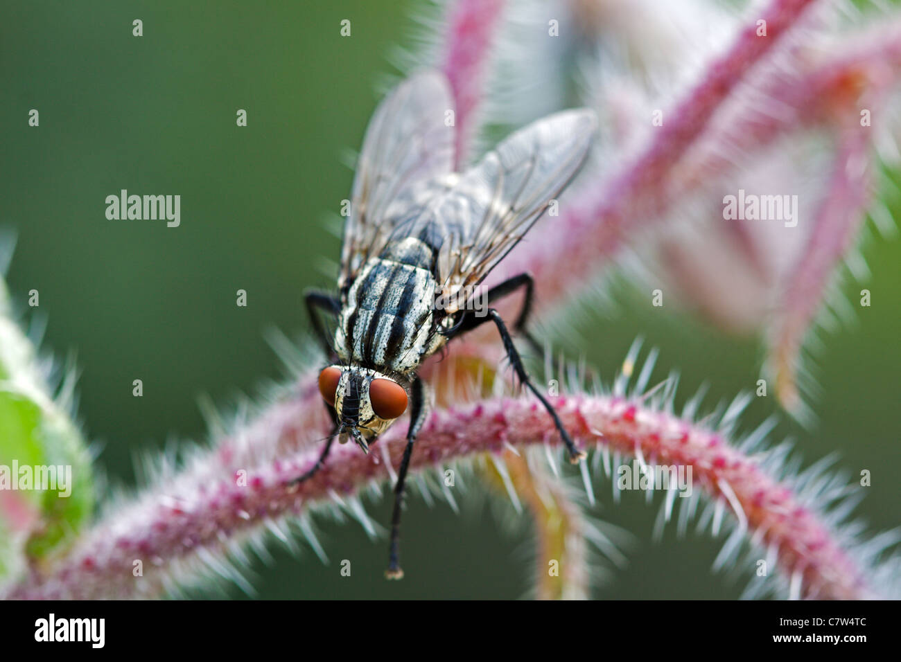 Grigio marmo carne Fly Foto Stock