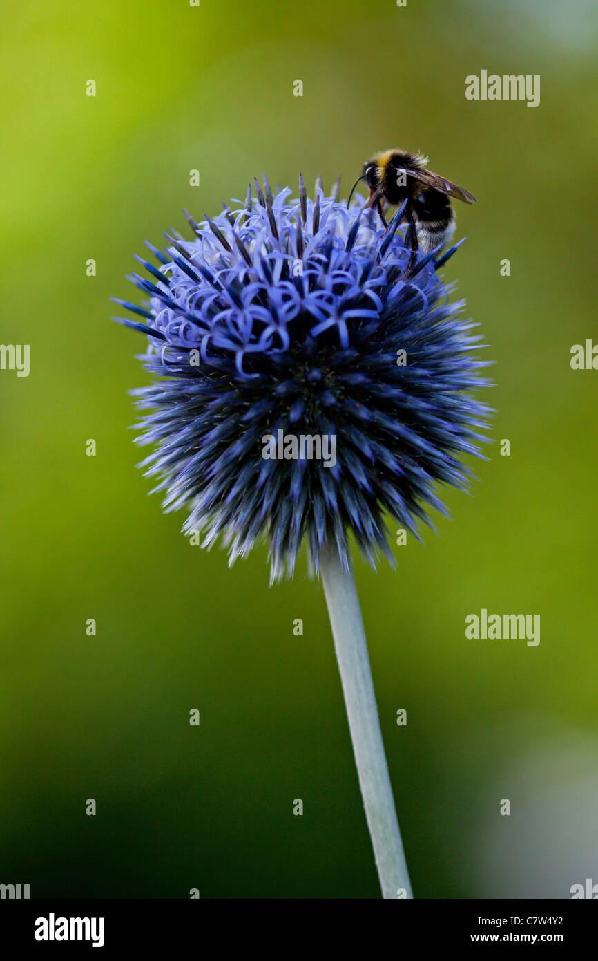 Bumblebee sul globo terrestre Thistle Foto Stock