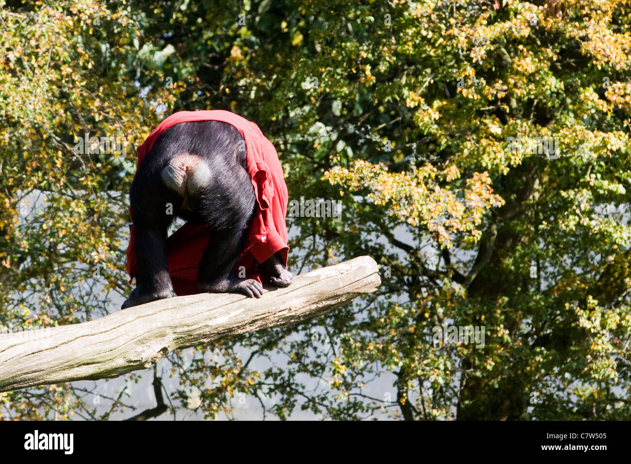 Uno scimpanzé coperto in un blanket di rosso la scalata di un tronco di albero Pan troglodytes Foto Stock