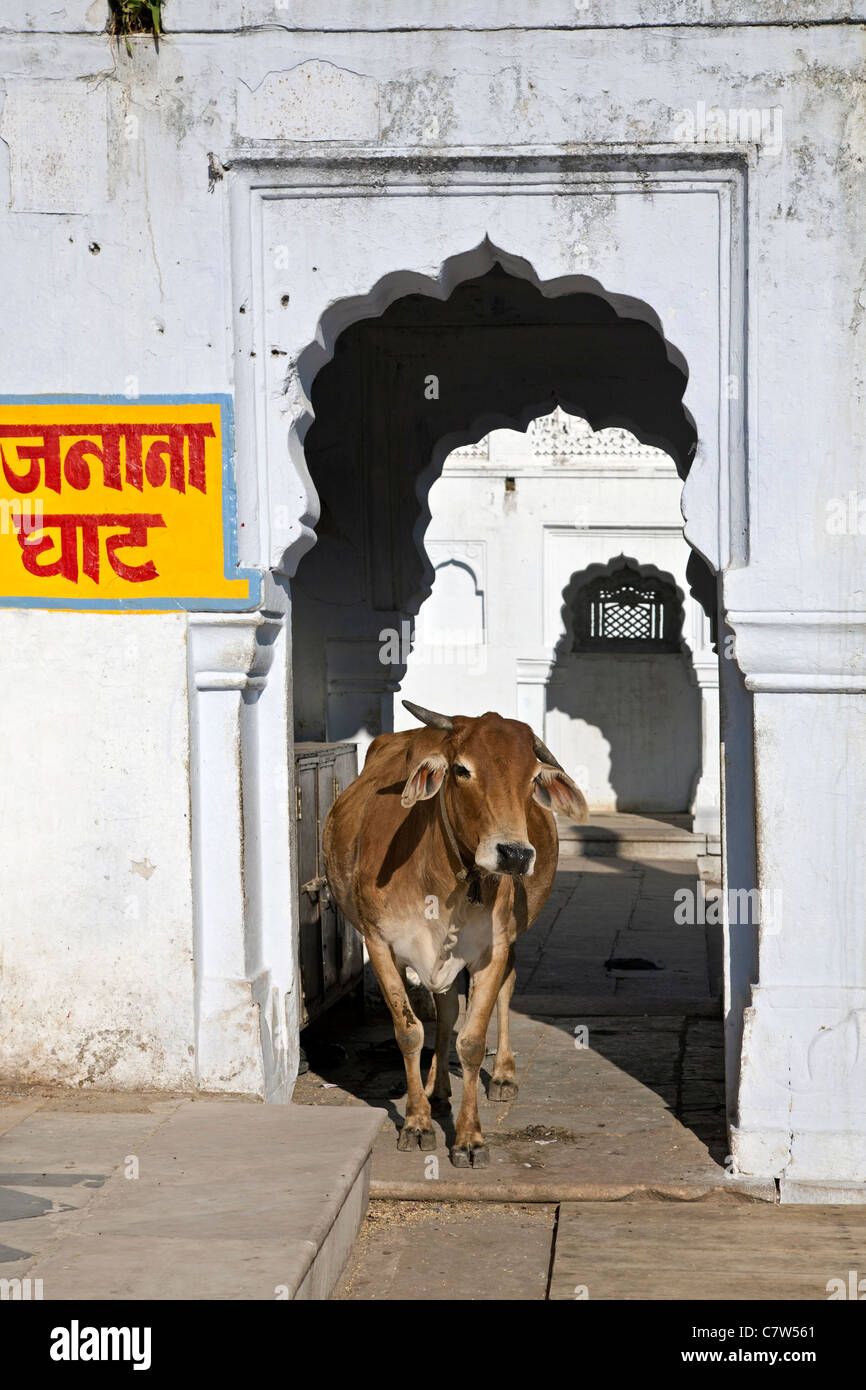 Vacca sacra. Pushkar. Il Rajasthan. India Foto Stock