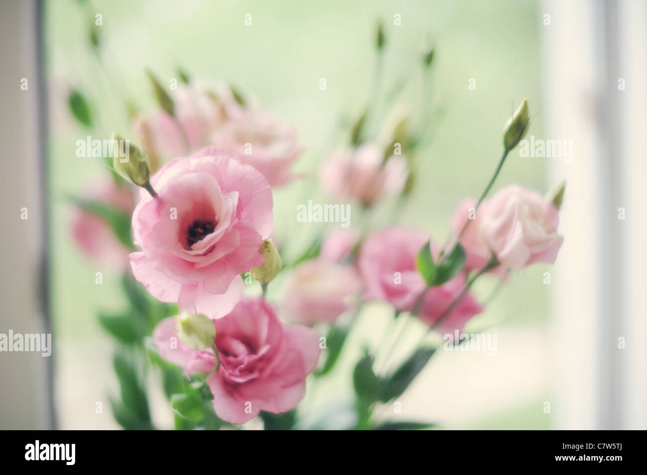 Verde, fiore, petalo, lucido, giardino, bianco e luminoso, impianto, natura botanica, la freschezza, la luce del sole, luce, sun, stagione, lit, foglie, Foto Stock