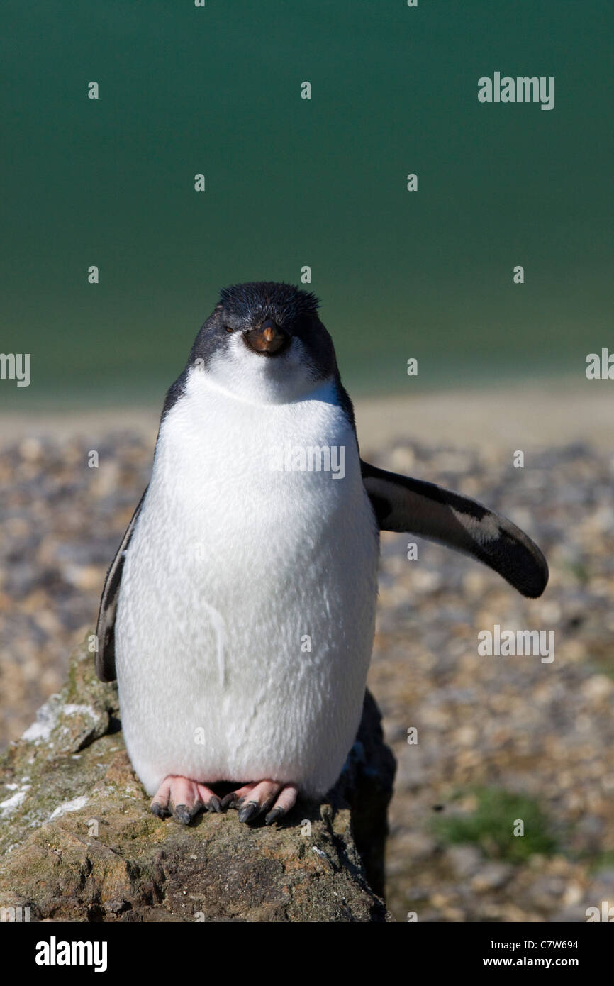 Penguin Sfenisciformi acquatico Sfeniscidi Foto Stock