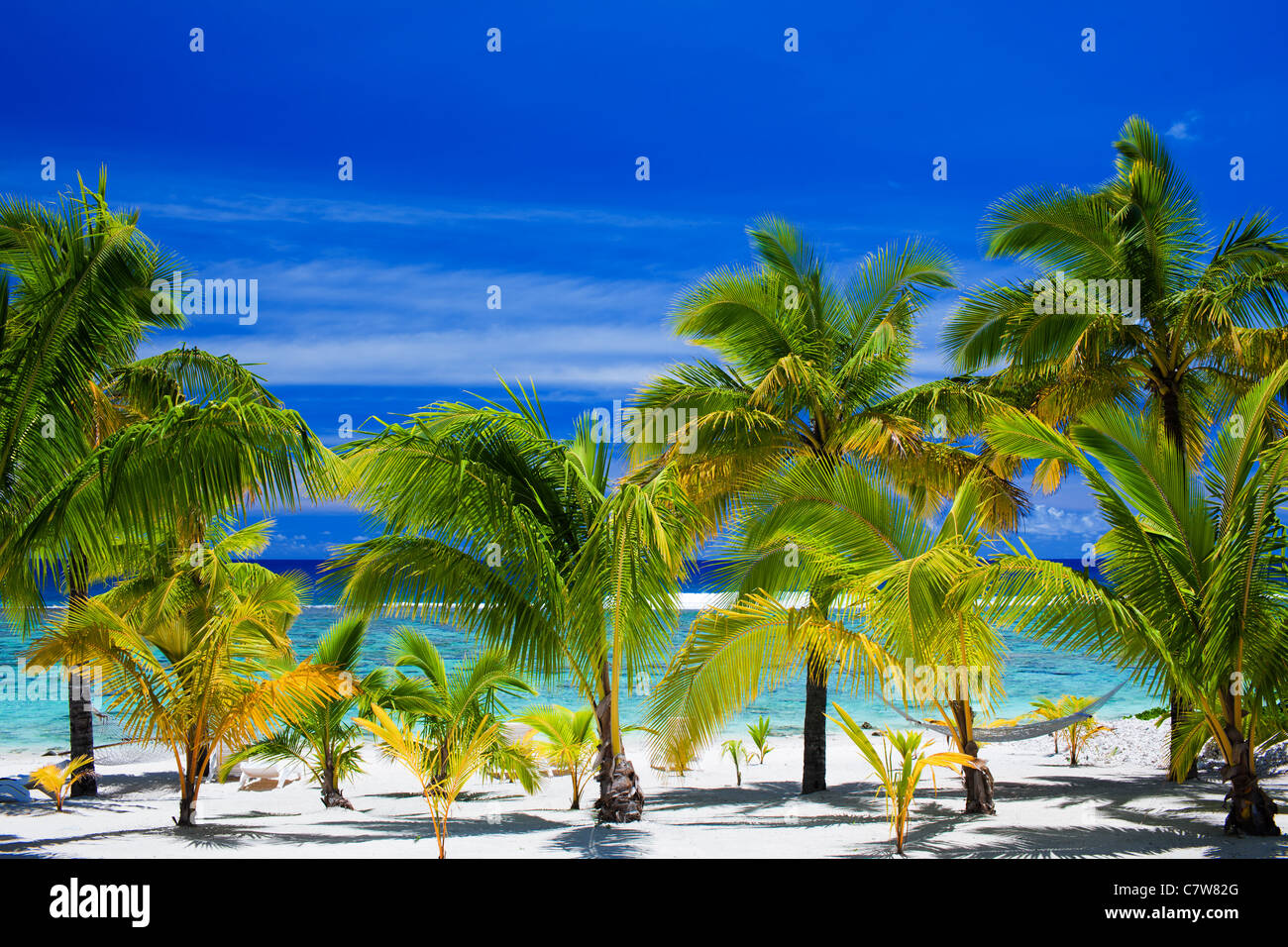 Alberi di palma su una spiaggia tropicale Foto Stock