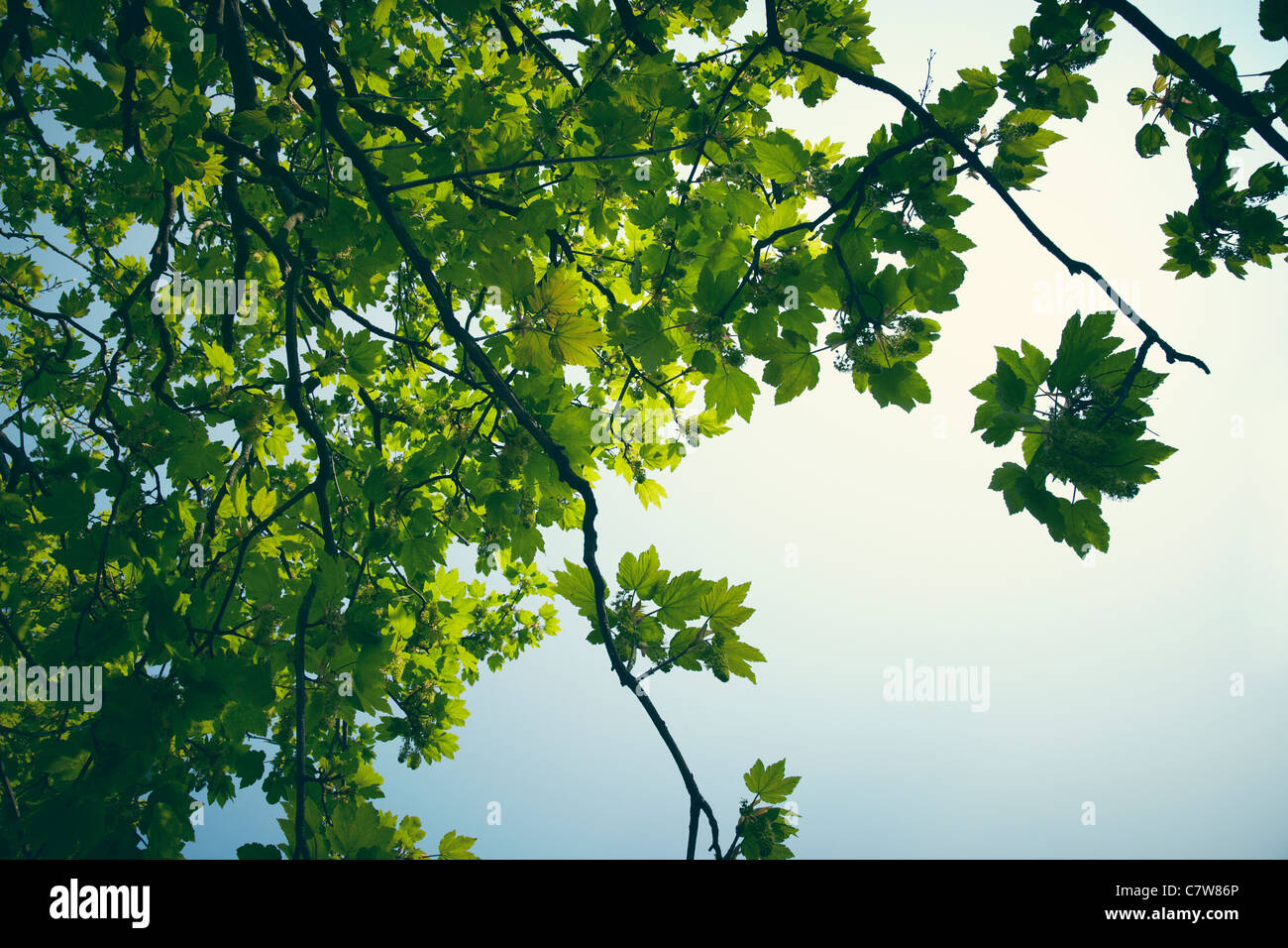 Albero verde contro il cielo blu con una luce brillante proveniente attraverso le foglie. Foto Stock