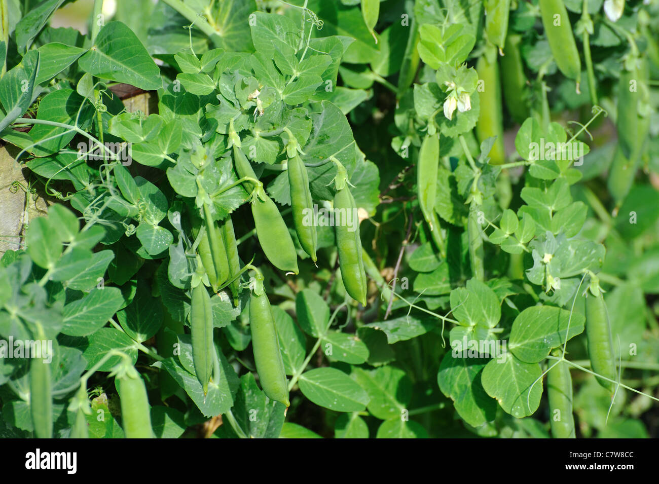 Verde di piselli dolci nel giardino in una giornata di sole Foto Stock