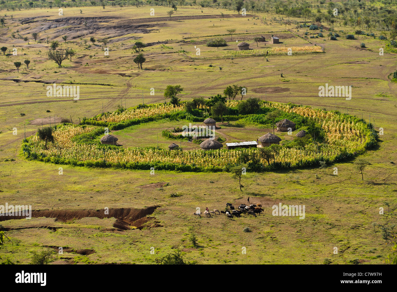 Tradizionale insediamento Masai o boma, Meserani, Tanzania. Foto Stock