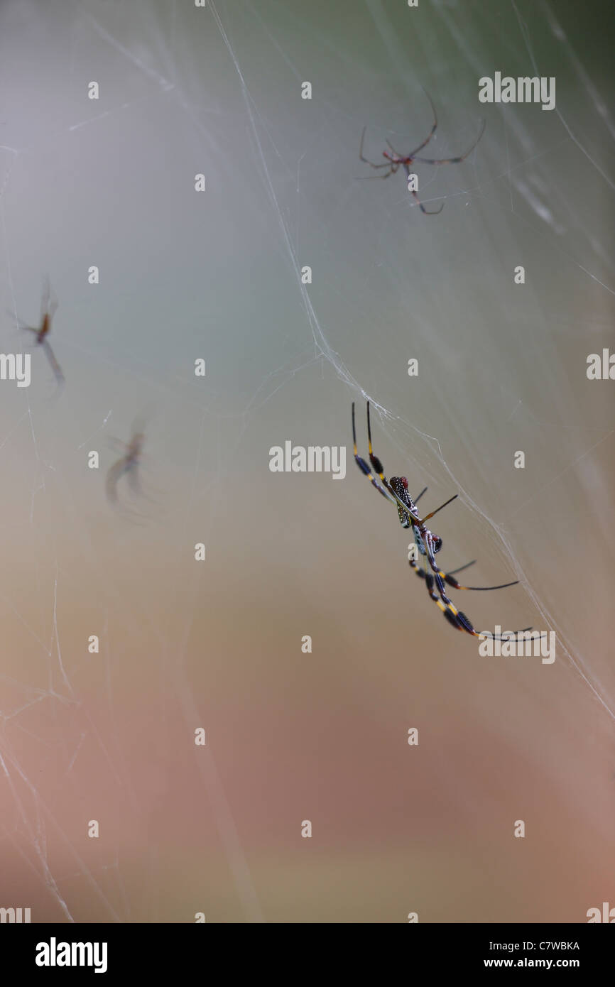 Seta dorata Spider (Nephila clavipes), femmine (più grande singolo) e maschi su un web. Foto Stock