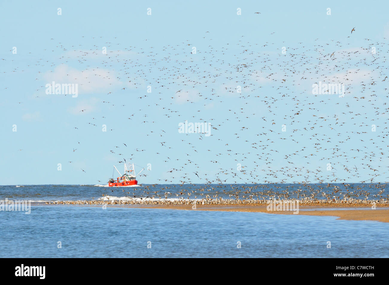 Wader gregge off il lavaggio con barca da pesca in distanza, Norfolk, Regno Unito, Settembre Foto Stock