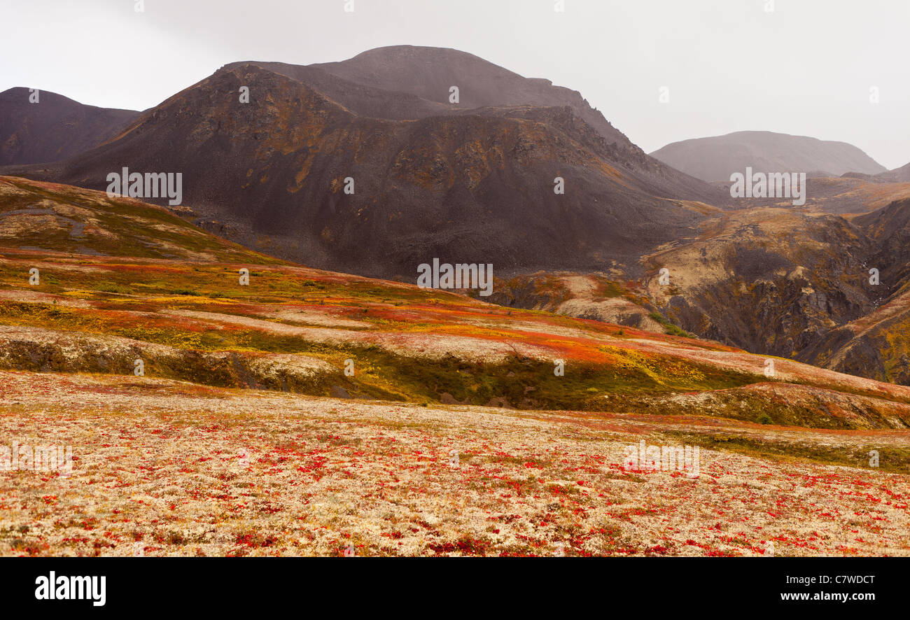 DENALI STATE PARK, Alaska, Stati Uniti d'America - Autunno tundra Kesugi sul crinale. Foto Stock