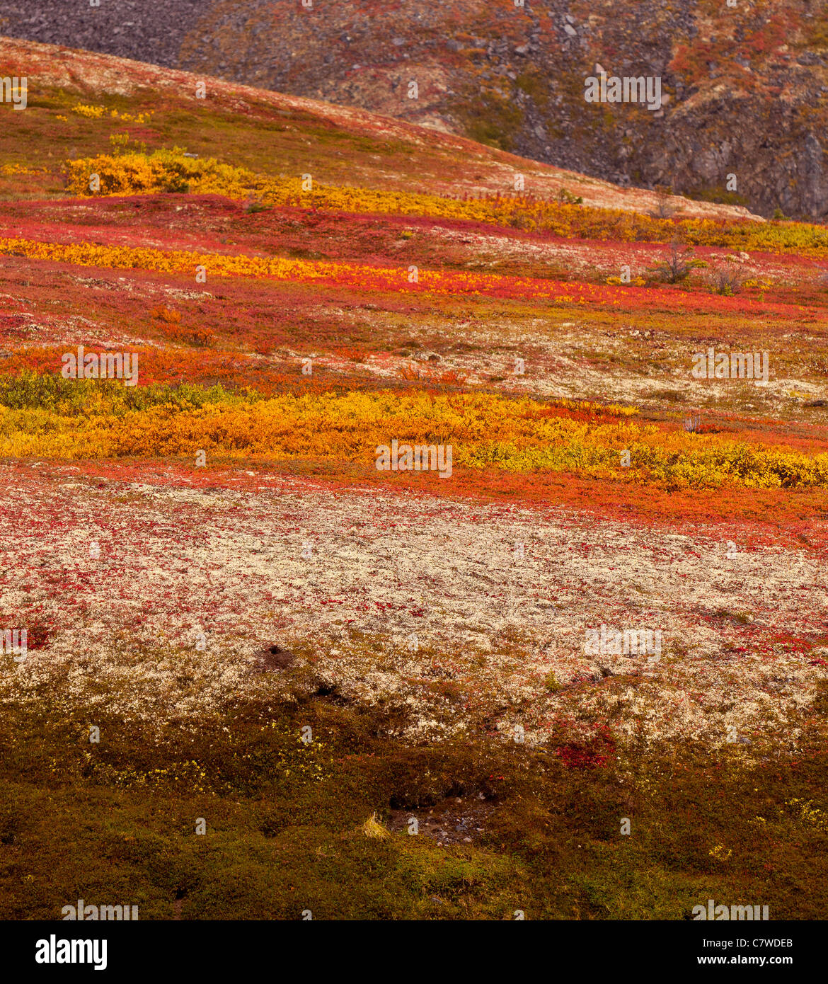 DENALI STATE PARK, Alaska, Stati Uniti d'America - Autunno tundra Kesugi sul crinale. Foto Stock