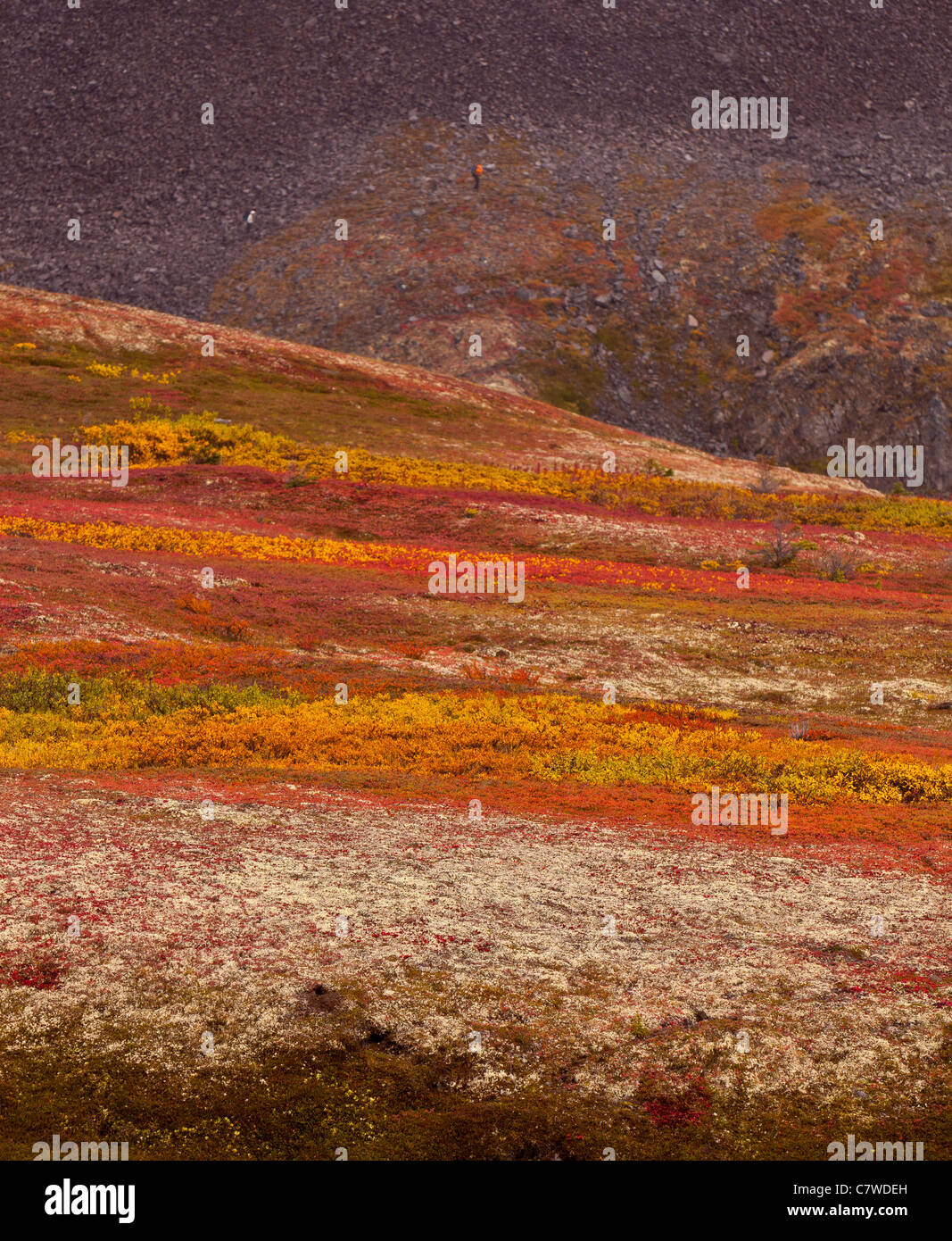 DENALI STATE PARK, Alaska, Stati Uniti d'America - Autunno tundra Kesugi sul crinale. Foto Stock