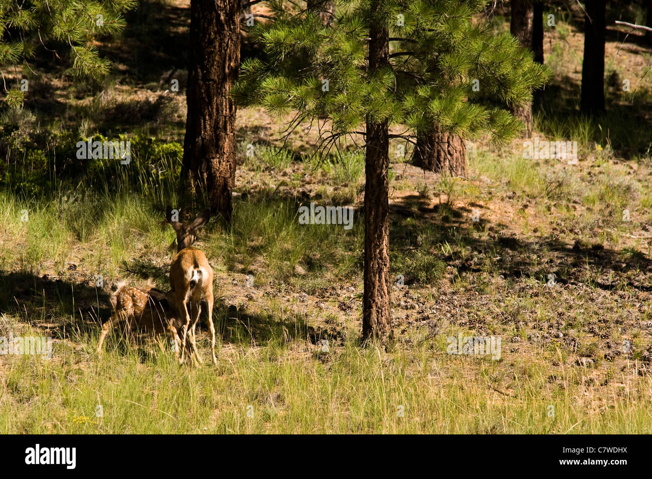 Un bambino cervi di mangiare da sua madre nel Bryce Canyon National Park nello Utah Stati Uniti d'America Foto Stock