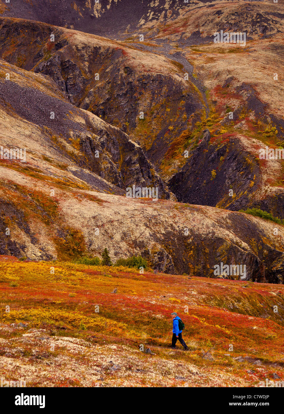 DENALI STATE PARK, Alaska, Stati Uniti d'America - escursionista e tundra autunno sul crinale Kesugi. Foto Stock