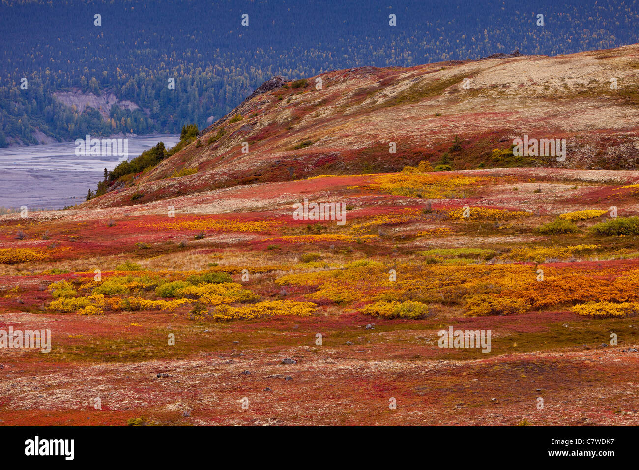 DENALI STATE PARK, Alaska, Stati Uniti d'America - Autunno tundra Kesugi sul crinale. Foto Stock