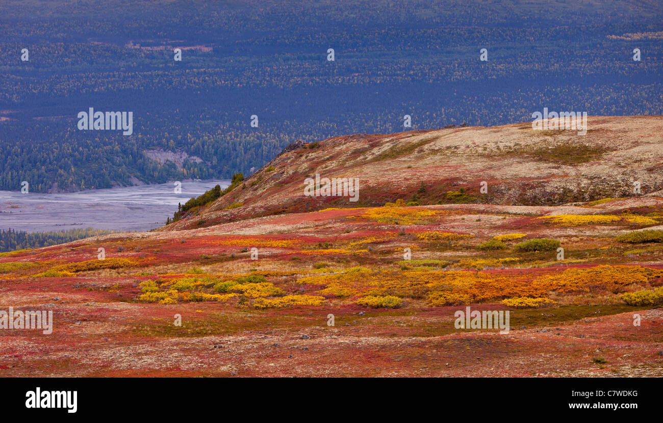 DENALI STATE PARK, Alaska, Stati Uniti d'America - Autunno tundra Kesugi sul crinale. Foto Stock