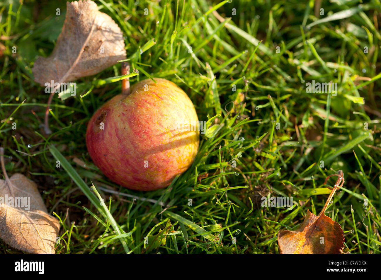 Manna apple in erba lunga di un frutteto Foto Stock