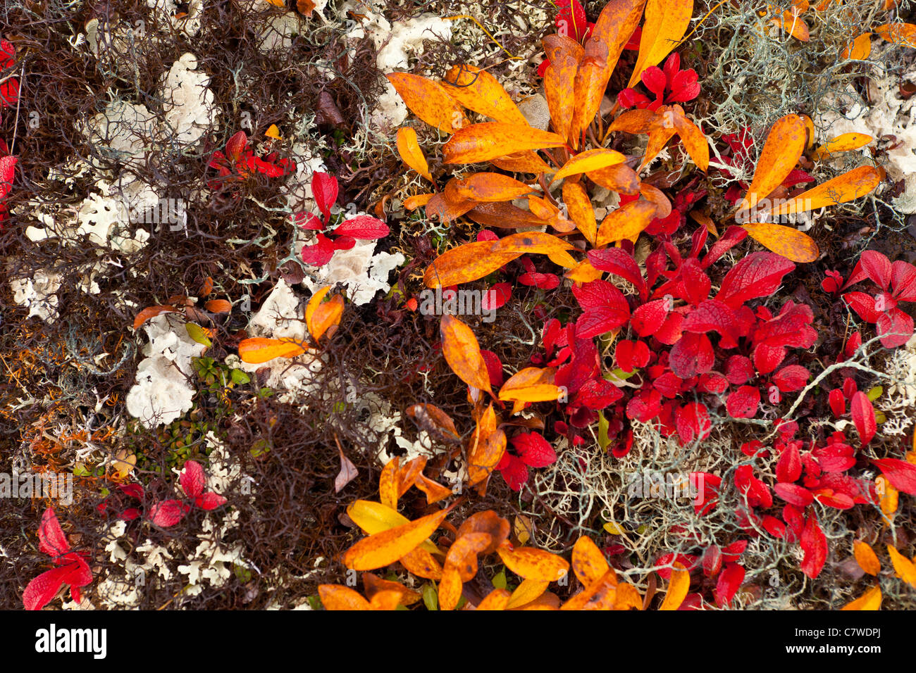 DENALI STATE PARK, Alaska, Stati Uniti d'America - Autunno tundra Kesugi sul crinale. Foto Stock