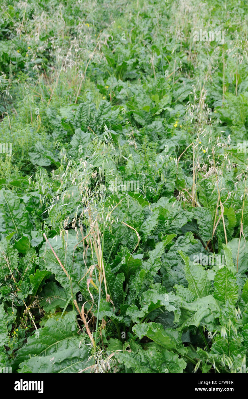 I seminativi erbaccia, avena selvatica " avena fatua' nel raccolto di barbabietole da zucchero " Beta vulgaris ", Norfolk, Regno Unito, Settembre Foto Stock