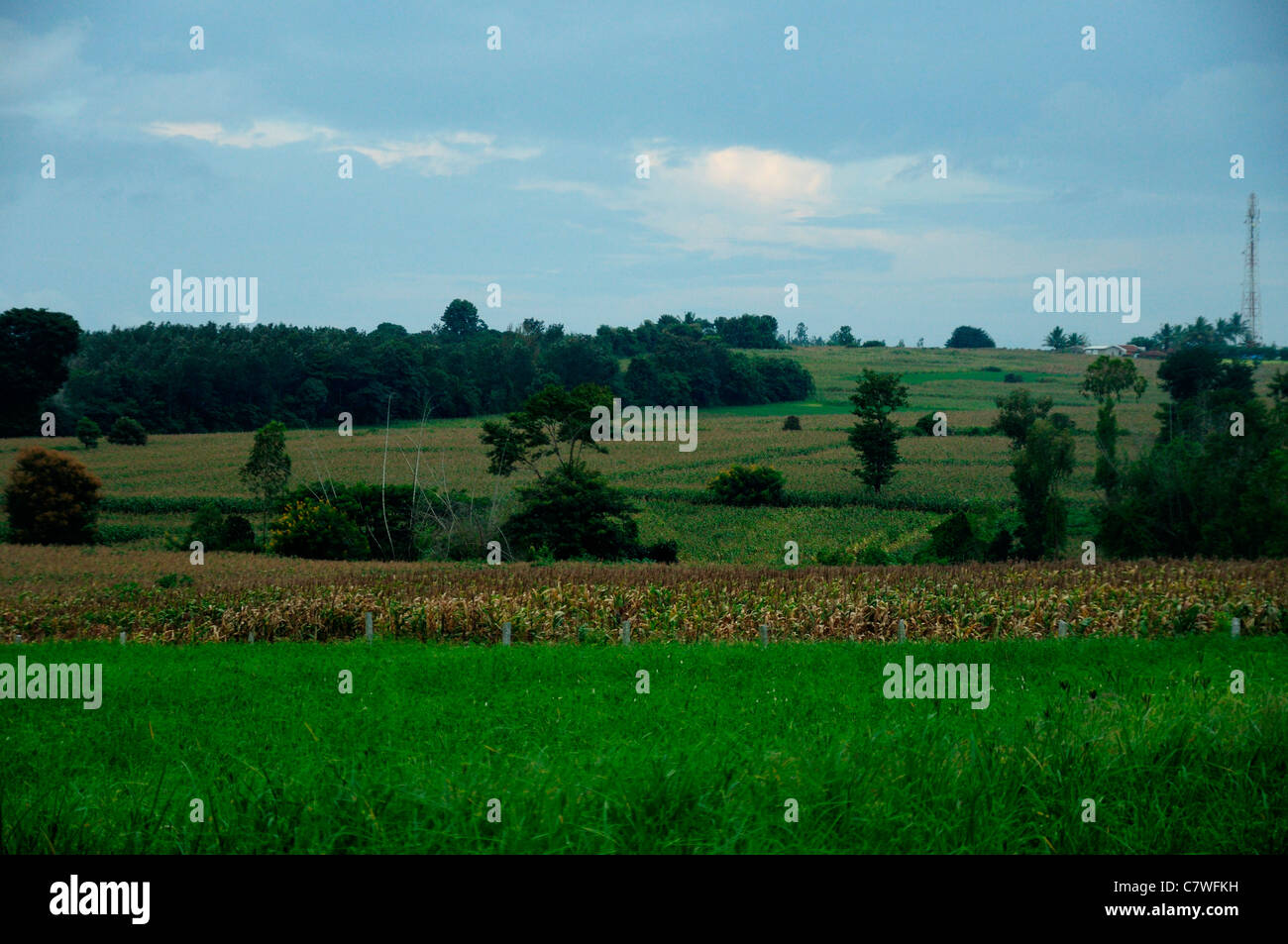 terreni agricoli Foto Stock