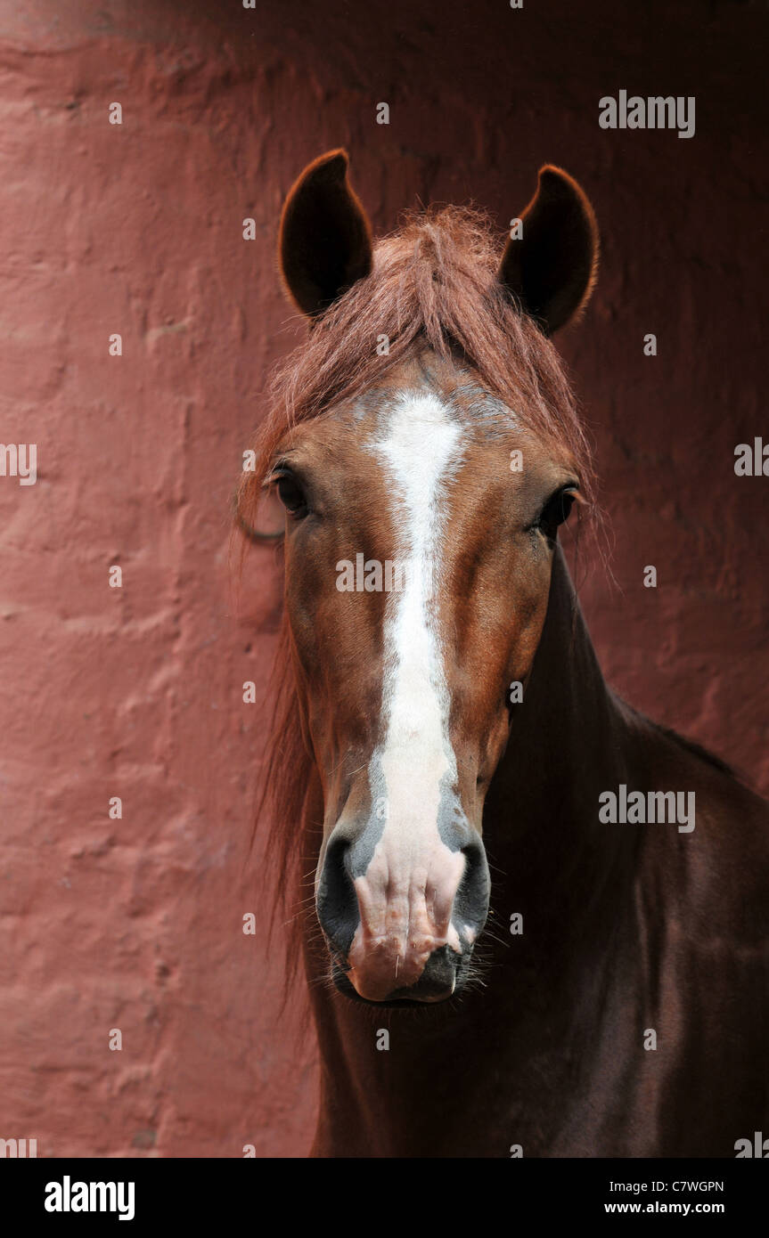 Ritratto di cavallo peruviano 'Caballo de Paso' su un formato verticale Foto Stock