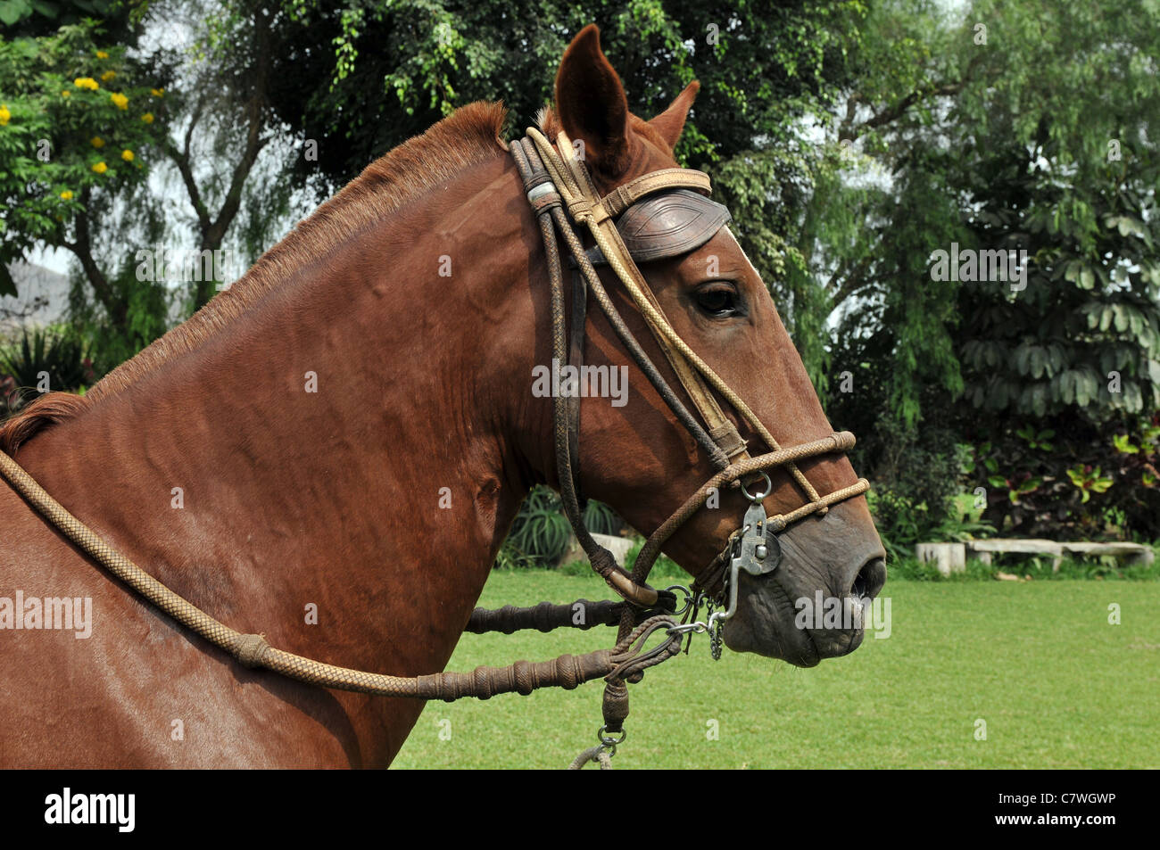 Ritratto di cavallo peruviano 'Caballo de Paso' Foto Stock