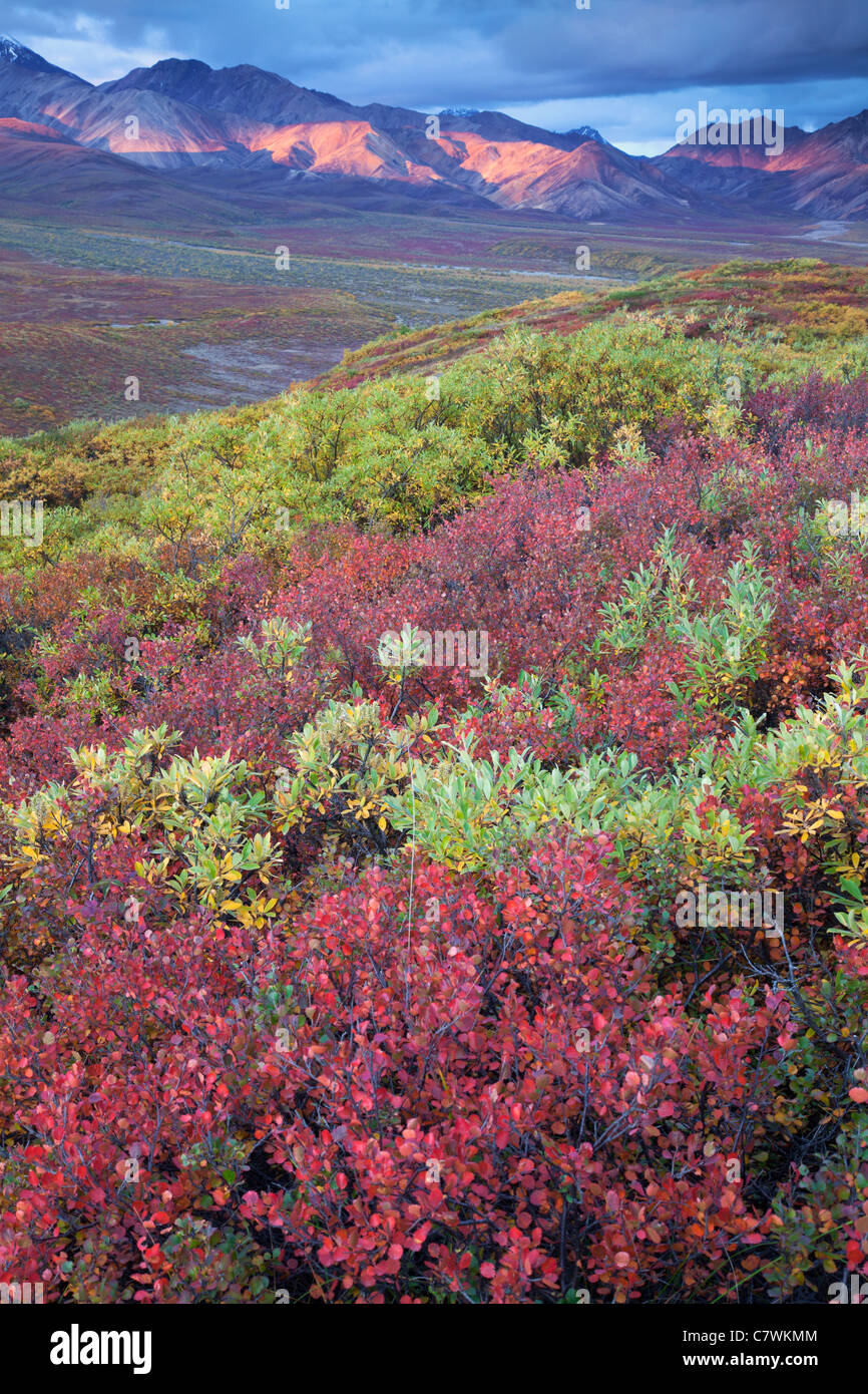 I colori dell'autunno in policromia Pass, Parco Nazionale di Denali, Alaska. Foto Stock