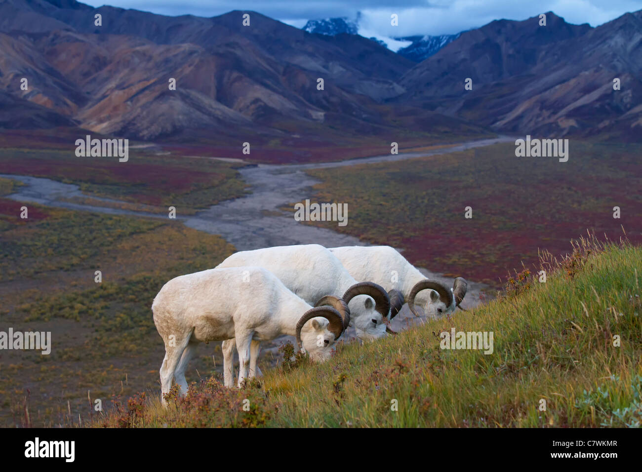 Dall le pecore in policromia Pass, Parco Nazionale di Denali, Alaska. Foto Stock