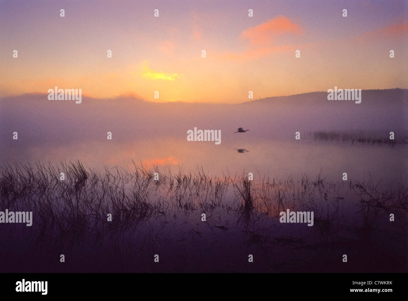 Airone cenerino sorvolando un lago all'alba, Algonquin Provincial Park, Ontario, Canada Foto Stock