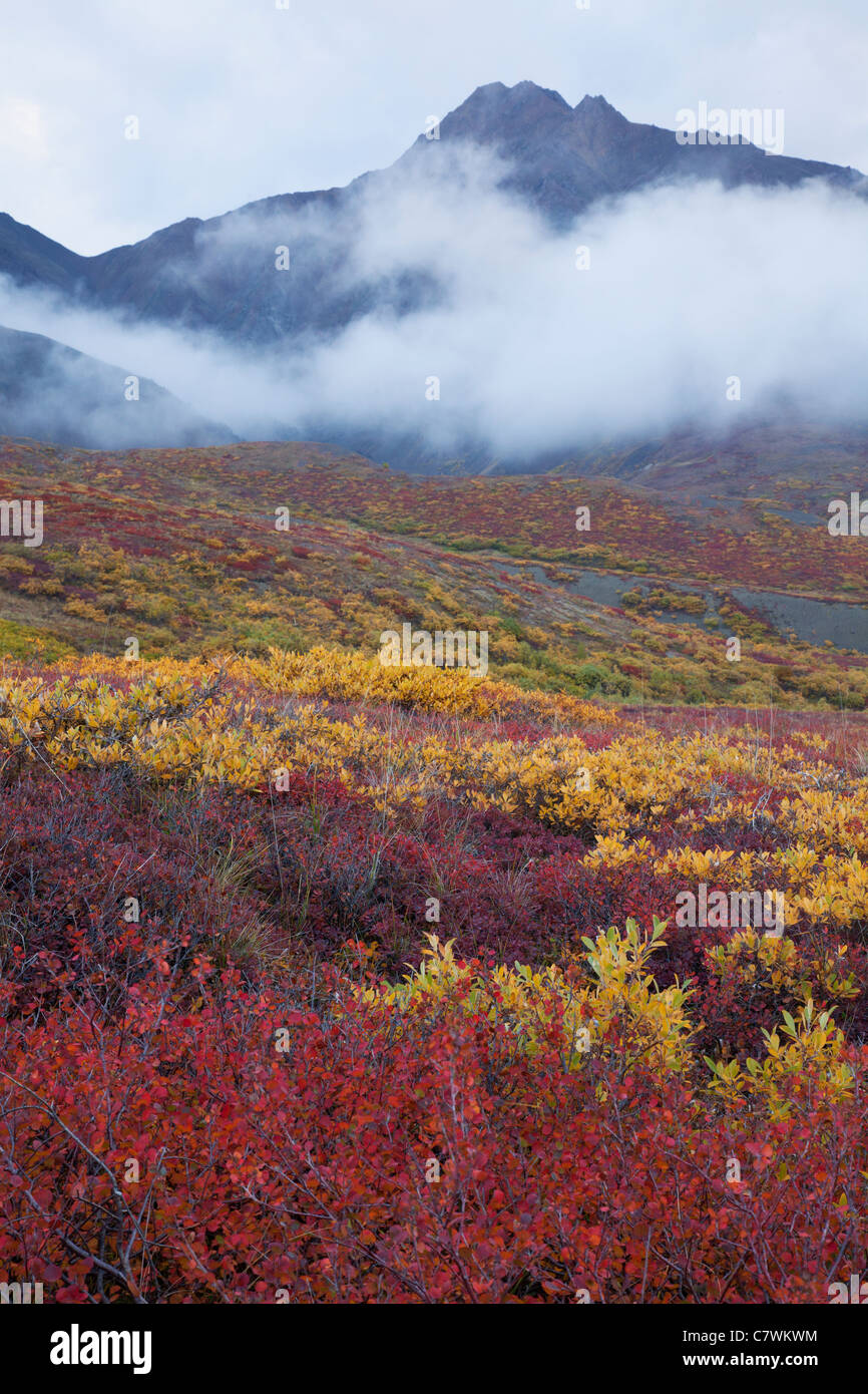 I colori dell'autunno, il Parco Nazionale di Denali, Alaska. Foto Stock