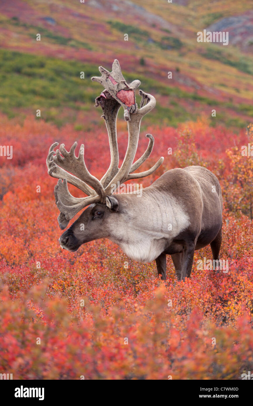 Bull caribou, Parco Nazionale di Denali, Alaska. Foto Stock