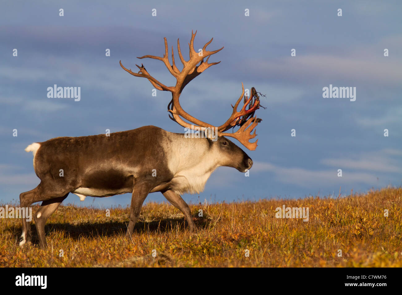 Bull caribou, Parco Nazionale di Denali, Alaska. Foto Stock