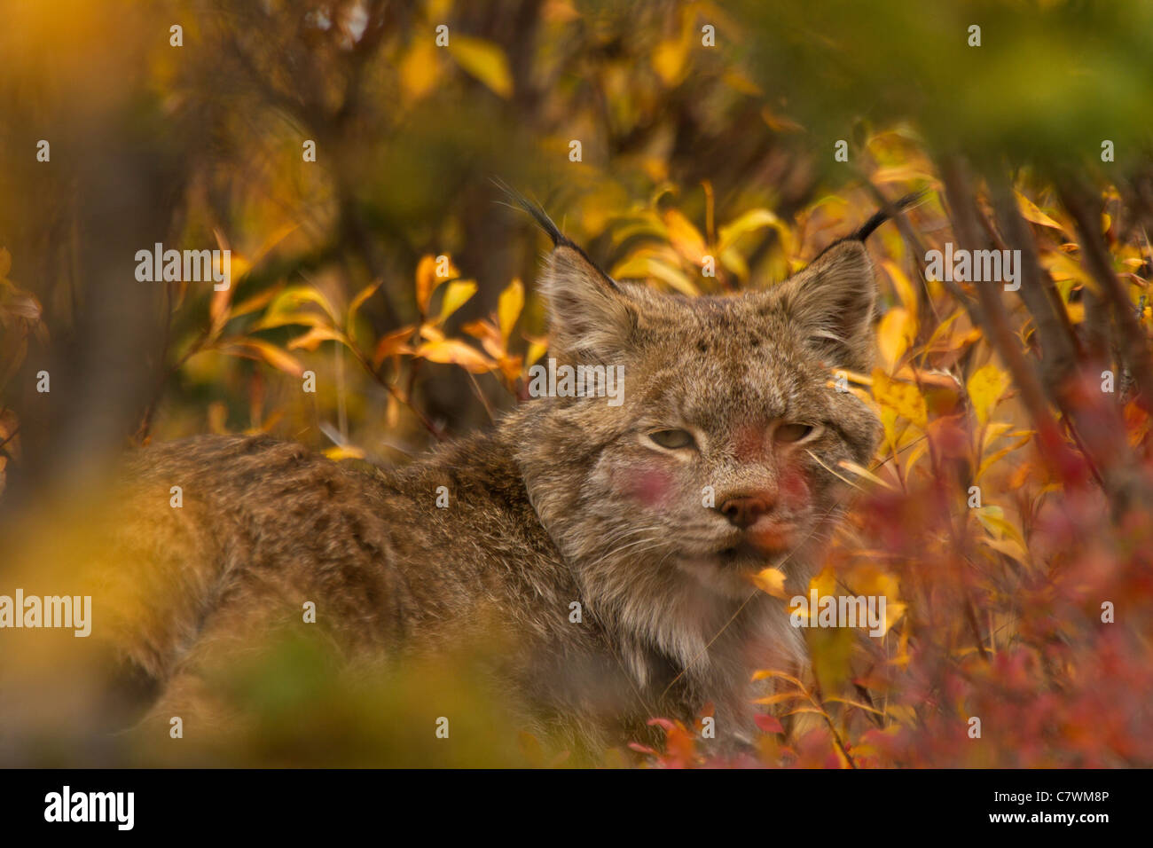 Lynx selvatica, Parco Nazionale di Denali, Alaska. Foto Stock