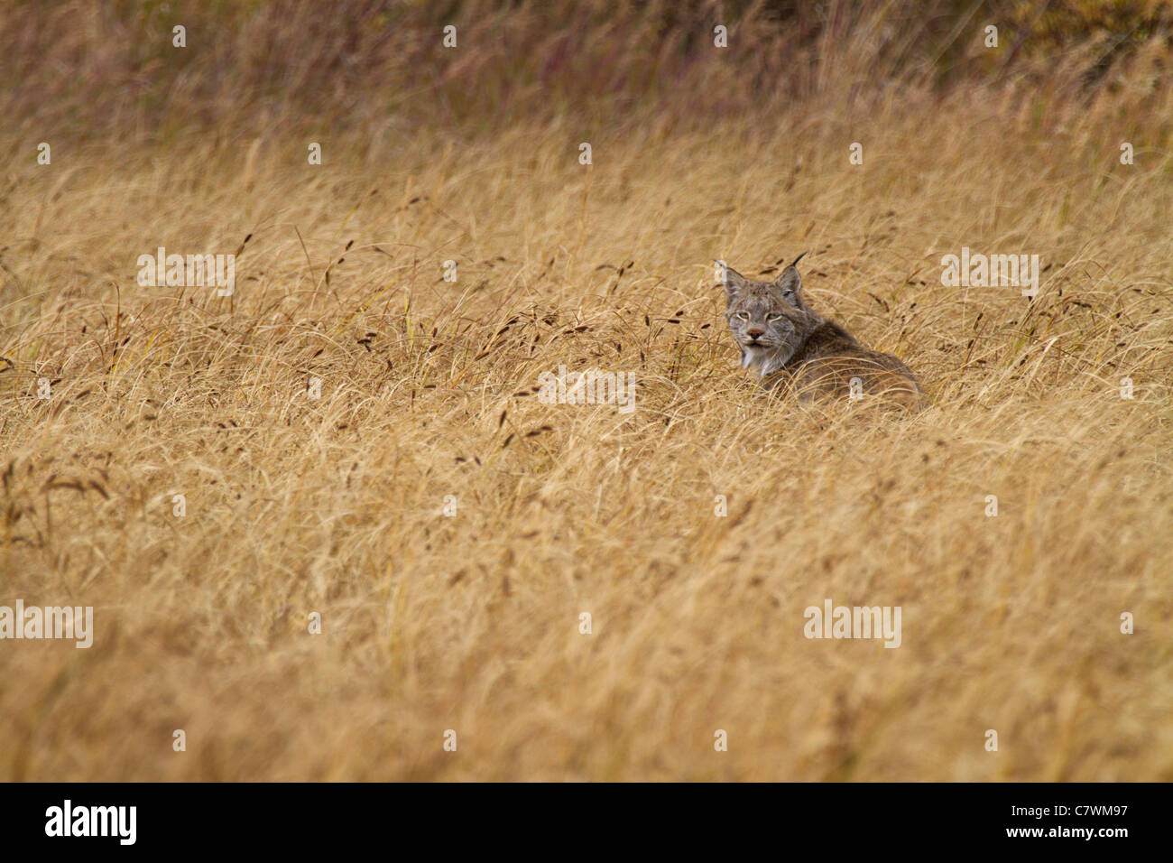 Lynx selvatica, Parco Nazionale di Denali, Alaska. Foto Stock