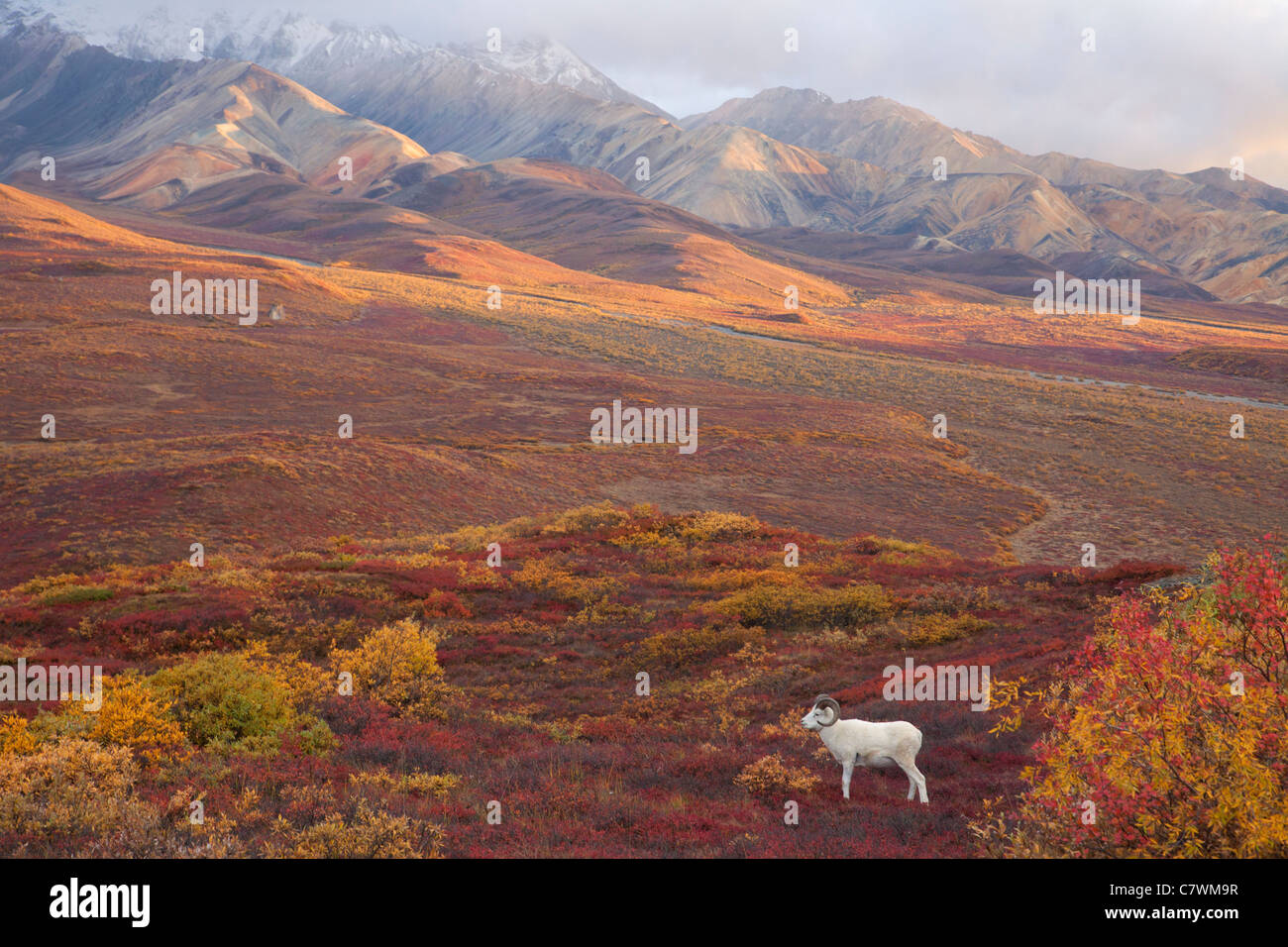 Dall le pecore, policromi Pass, Parco Nazionale di Denali, Alaska. Foto Stock