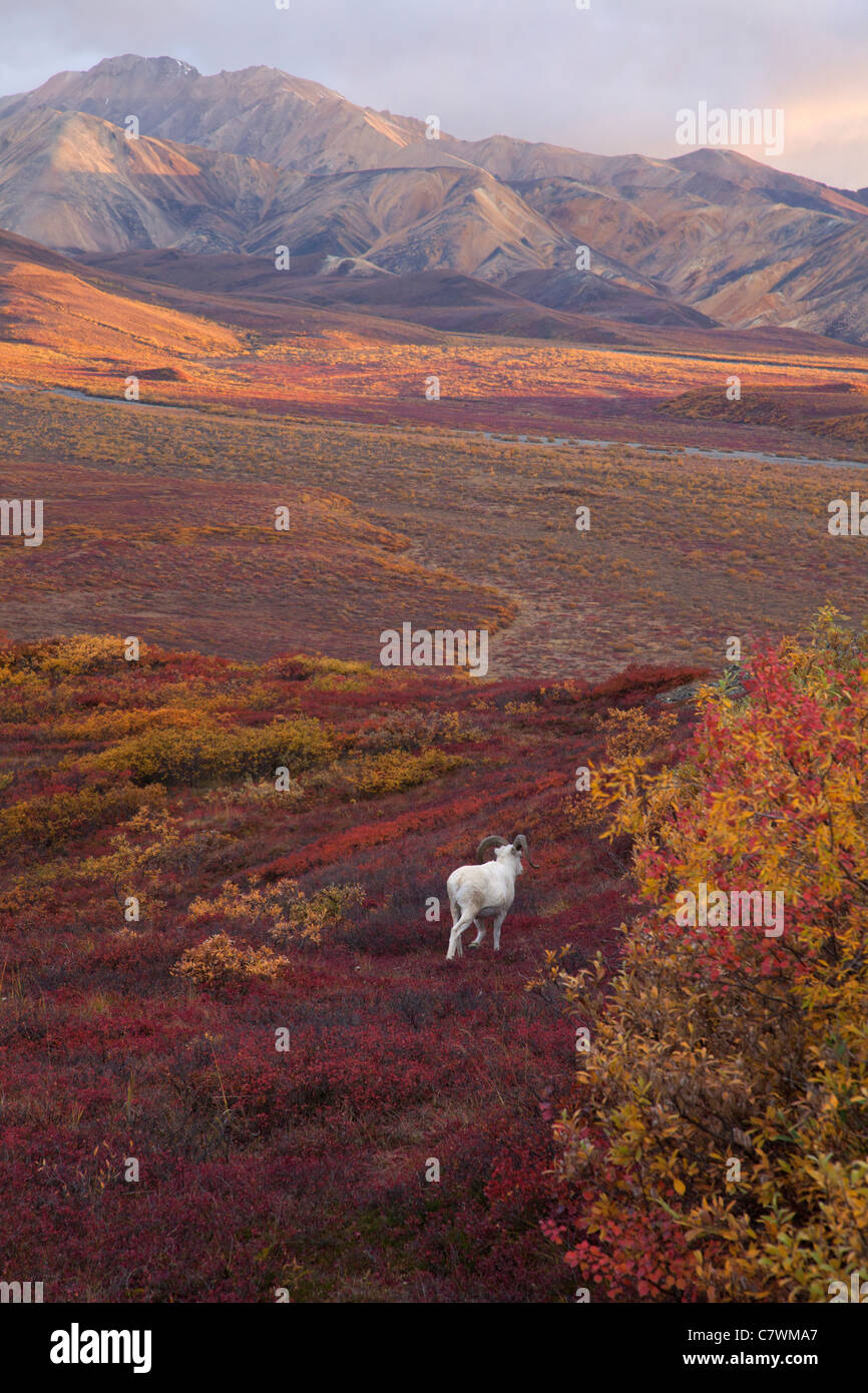 Dall le pecore, policromi Pass, Parco Nazionale di Denali, Alaska. Foto Stock