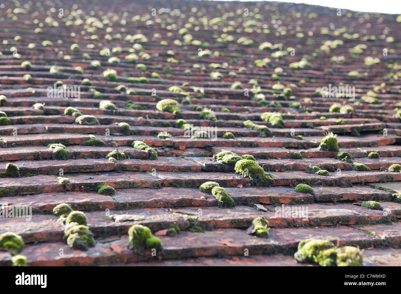 Verde muschio cresce su un tetto del granaio Foto Stock