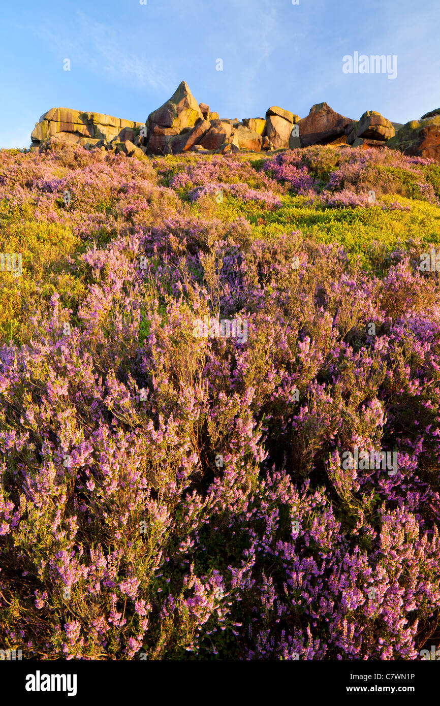 Heather a Ilkley Moor, North Yorkshire. Foto Stock