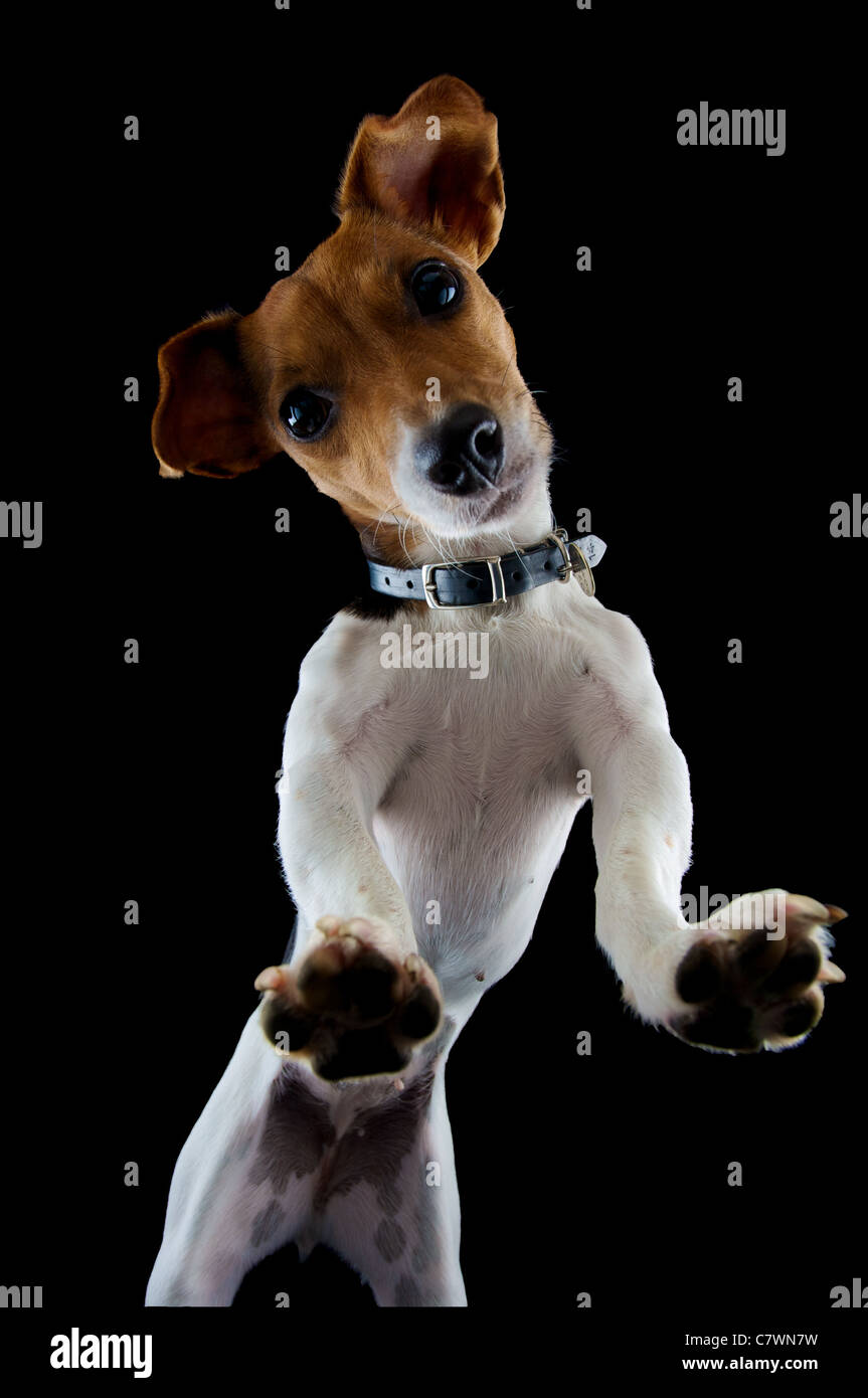 Jack Russell cane raffigurato da angolazione inusuale in un studio Nera con luci Foto Stock