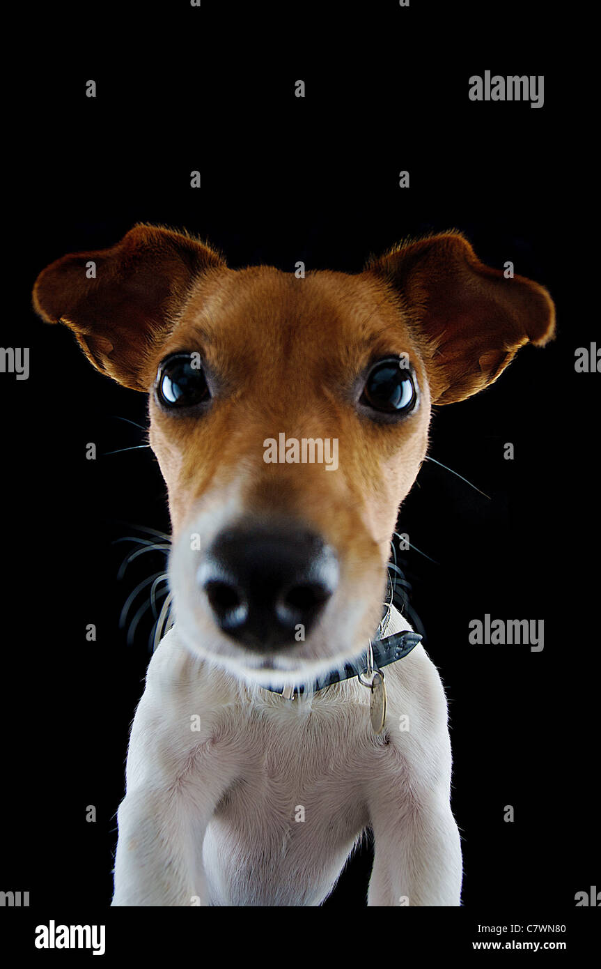 Jack Russell cane raffigurato da angolazione inusuale in un studio Nera con luci Foto Stock