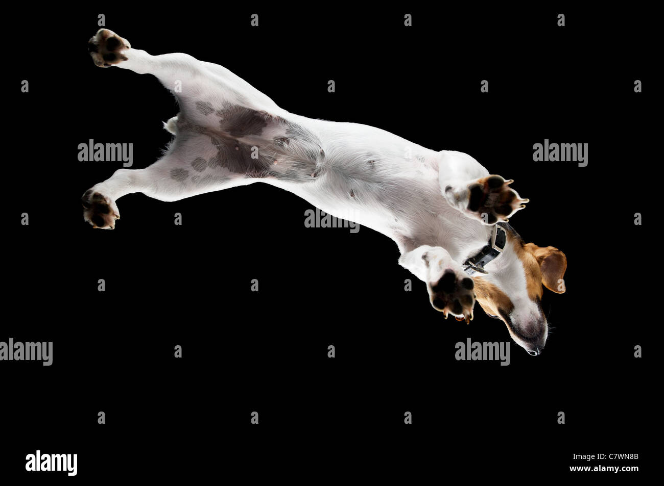Jack Russell cane raffigurato da angolazione inusuale in un studio Nera con luci Foto Stock
