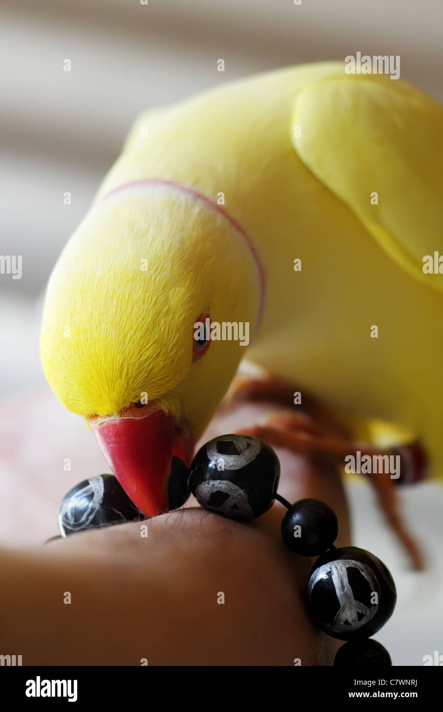 Giallo Indian RingNeck Parrot e perline fatti a mano con segni di pace Foto Stock