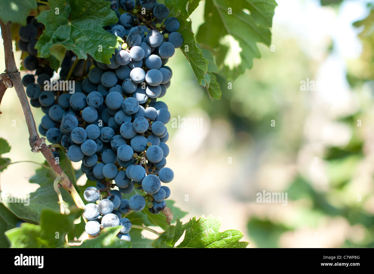 L'uva Merlot su grapevine. Close up uva Foto Stock