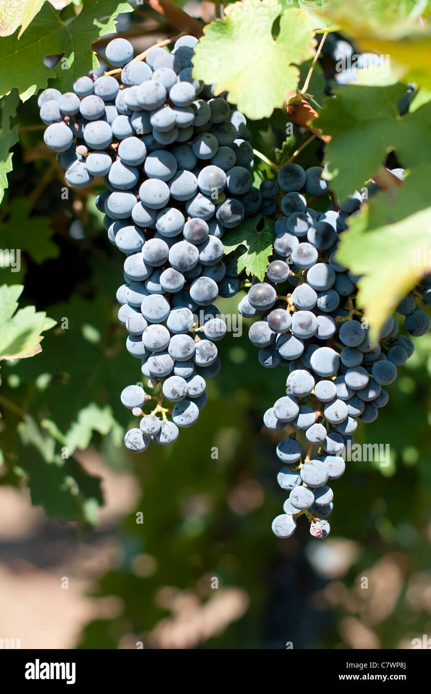 L'uva Merlot su grapevine. Close up uva Foto Stock