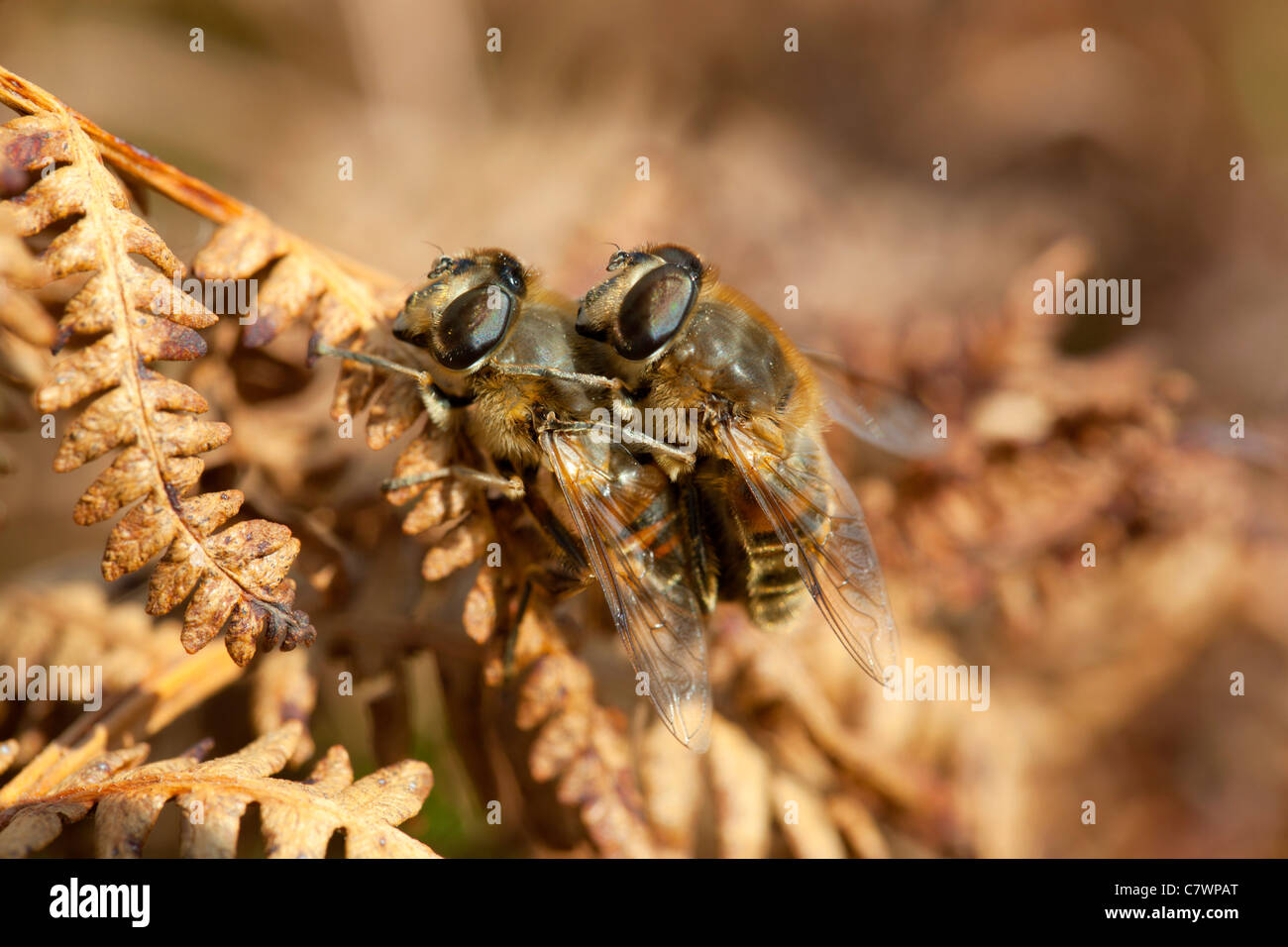 Hoverflies; Sericomyia silentis; su bracken; Cornovaglia; Regno Unito Foto Stock