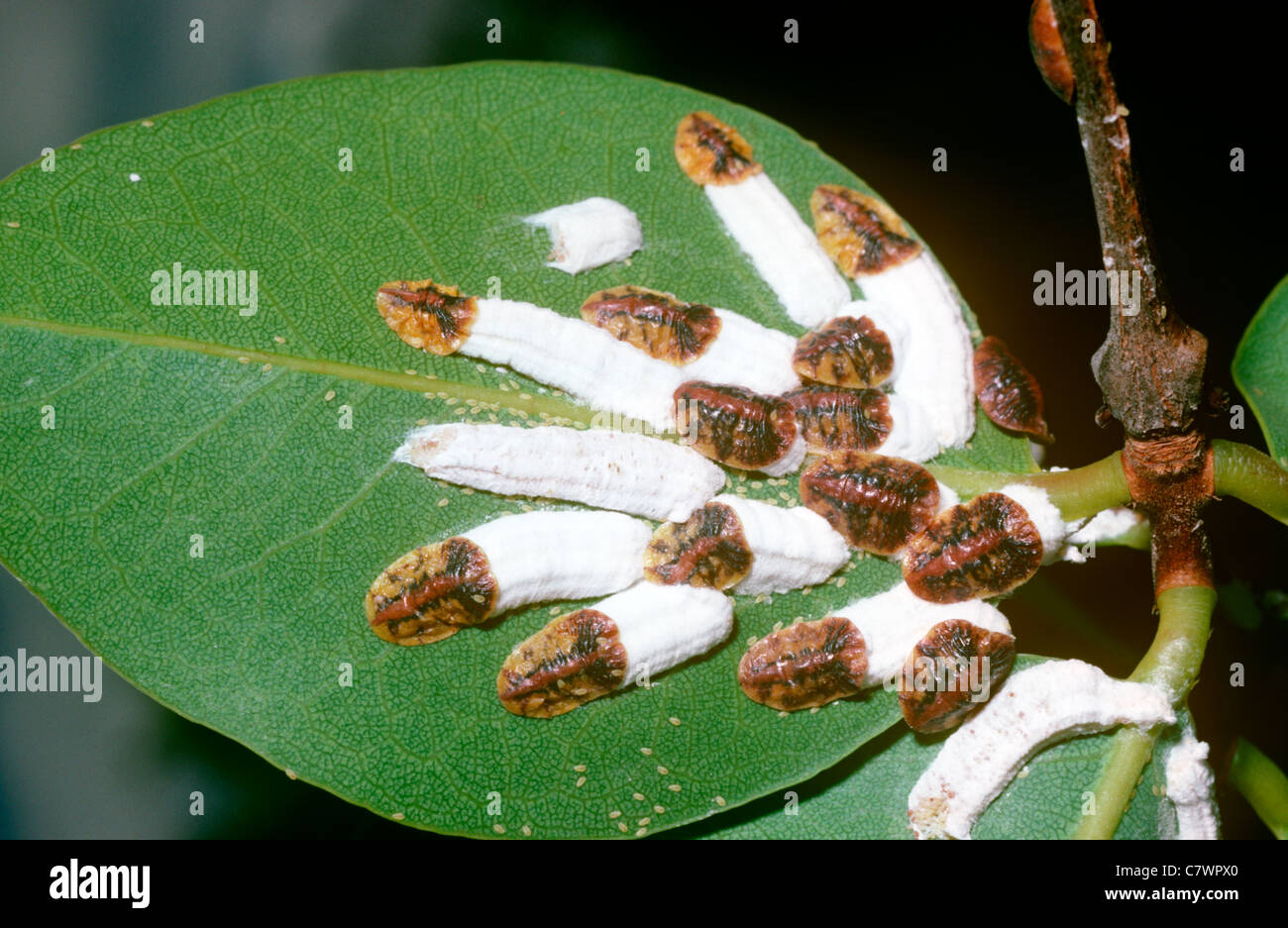 Scala femmina di insetto bugs (Coccidae) con le loro grandi, bianco d'uovo messe in campo cerrado, Brasile Foto Stock