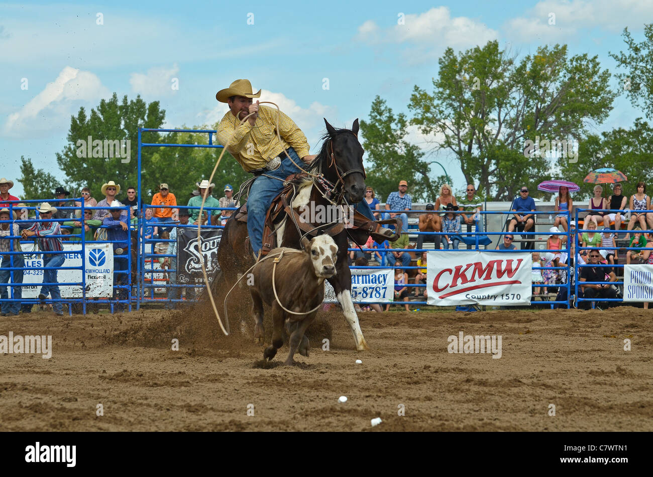Calf roping concorrenza a un rodeo. Foto Stock