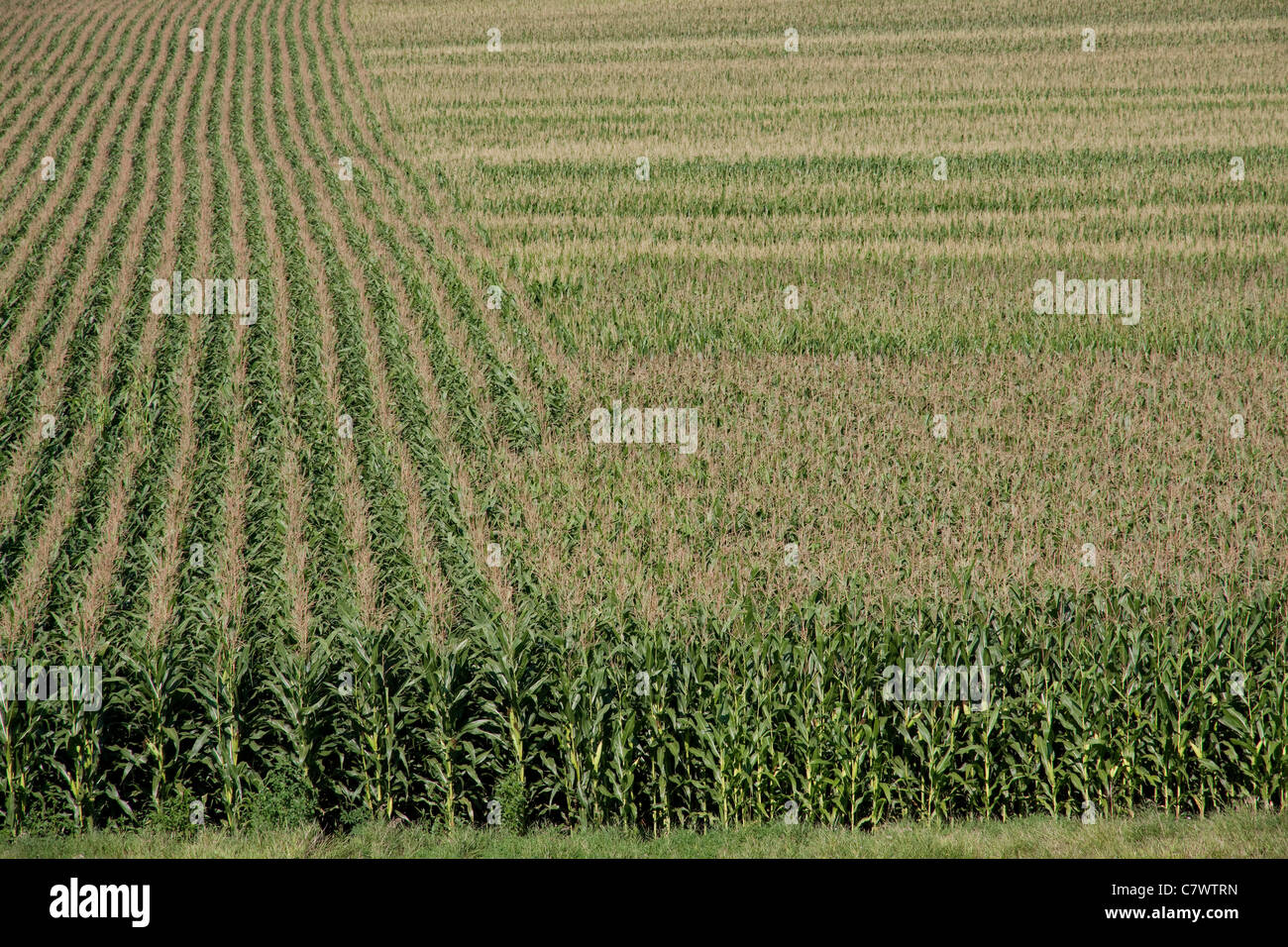 Mais rural iowa usa Foto Stock