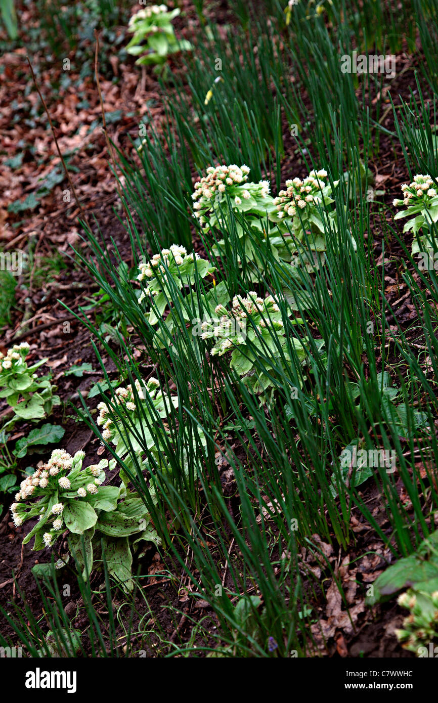 Petasites japonicus - Butterbur gigante Foto Stock