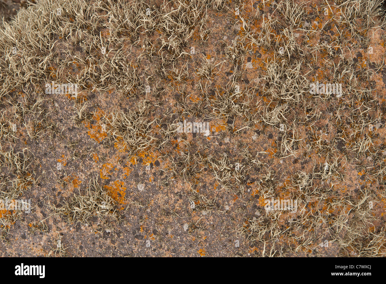 Mare arancione lichen Caloplaca marina , Xanthoria parietina e Ramalina siliquosa colonizza il litorale superiore zona litorale Foto Stock