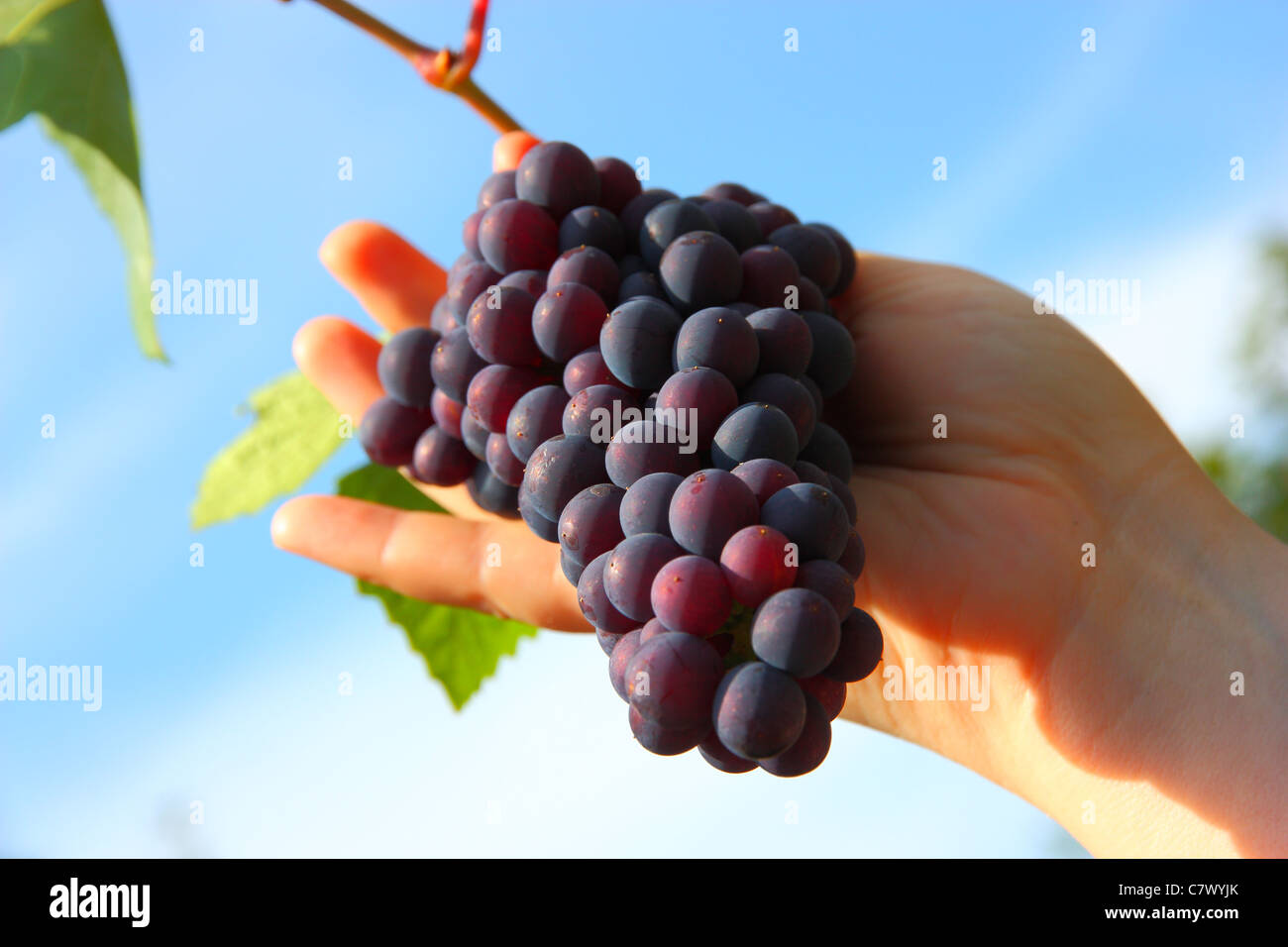 Mano azienda grappoli di uva contro il cielo blu Foto Stock